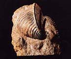 三角貝トリゴニアの化石写真