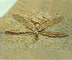 トンボの化石写真