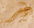 サソリの化石写真