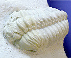 サンヨウチュウの化石写真