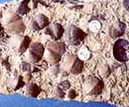 ワンソク類の化石写真