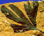 イチョウの化石写真