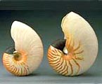 オウム貝の写真